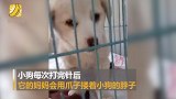 母爱无界！狗妈妈拥抱重病小狗崽：眼神里全是心痛