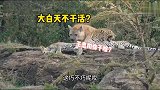 豹桂兰这是后继有人了啊