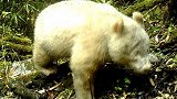 全球首例！卧龙国家级自然保护区现白色大熊猫