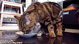 好可爱的猫咪们呢，这呆萌的小样子，真想养在家里呢！
