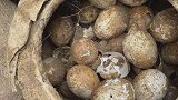 真鸡蛋！江苏古墓里挖出一罐2500多年前的鸡蛋，引人热议