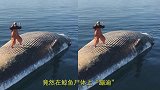 小伙作死在鲸鱼尸体上“蹦迪”！结果意外发生，网友;帅不过3秒