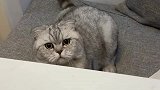 猫：陪你把戏演完了，你得奖励我小鱼干！