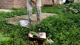 煎木瓜饼，放点辣椒粉，简直不要太香
