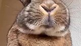 小兔兔吃东西竟然伸舌头。这个样子简直太萌了