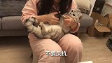 正在发呆的猫咪突然被抓住剪指甲，喵一脸懵，生活终于对我下手了
