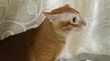 猫咪被主人捉弄很生气，一直对着主人骂骂咧例，还不让主人靠近它