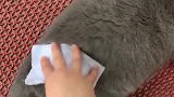猫：这哪是脱毛，明明就是拔毛！