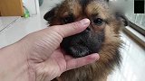 看看干完坏事之后的旺财什么样随便撸，敢怒不敢言啊