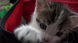 可爱的小奶猫上线，这萌萌哒的大眼睛，很是可爱啊！