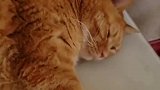 橘猫：走开点，别打扰我睡午觉！