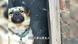 狗子：我能活到今天算是整明白了，千万不要去招惹女人