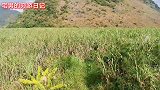 火车上看到一大片甘蔗地，广西甘蔗特别有名，每家都种甘蔗吗？