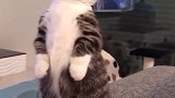 猫：你叫我不许动，我哪敢动啊！
