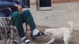 现实版忠犬八公！土耳其狗狗医院外守护患病主人，不愿离去！