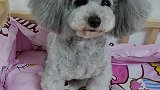 佩妮宠物香肠，犬猫通用