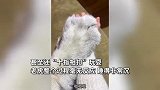 女子趁老虎睡着摸其牙齿，“十指相扣”玩爪爪，老虎全程睡死无反应