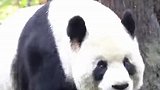 “美丽中国行”之探访国家公园：熊猫粪便做香薰？