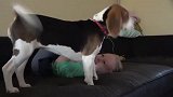 宝宝和狗狗在沙发上玩耍，接下来汪星人的举动让宝宝笑疯了