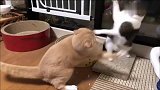 橘猫和狸花猫打架，狸花猫突然两秒打出十拳，橘猫彻底认输了