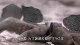 为了躲避敌人，这种鱼即使学会了“飞行”，也依旧逃不过宿命！