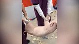 笑出鹅叫！实验小猪出逃 医学院学生校园狂奔抓猪
