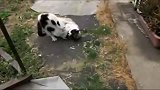 猫咪打架时，两猫之间的对话明显不是猫语，太滑稽笑人了！