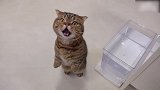 萌萌哒的猫咪上线,这抬头望的样子,萌的我心都化了!