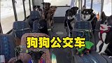 一辆载满小狗的公交车