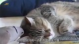 猫咪正在睡觉，鸟儿作死不停挑衅猫咪，下一秒猫咪忍无可忍