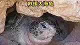百岁海龟不慎被困石底，得救后竟留下了感动的眼泪，万物皆有灵性