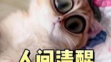 养猫前没钱，养猫后也没钱，相当于养猫不要钱，我真聪明！