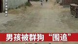 男孩被狗群围追，结局万万没想到