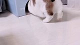 猫 以后就给你买纸壳子吧 星探家