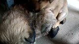 萌宠 两只小肉球睡觉觉，超治愈系！[高清版]