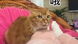卢卡学的还行吧星探家  白棕先生 萌宠 猫咪