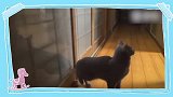 猫咪的抖腿功真是厉害的很呢