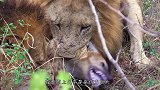 狮子准备吃野牛，怎料却因分赃不均开打，野牛：还吃不吃了？