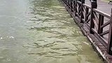 一条大鱼突然从水里跳到面前
