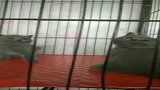 蠢萌蠢萌的蓝猫包子脸，肉嘟嘟的真可爱