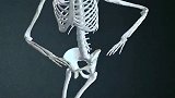 3D动画演示人体做各种运动，骨架是如何活动的，这设计太奇妙了