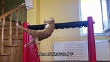 这只猫咪以为自己是“人”，做出的反常举动，常常把主人吓到了