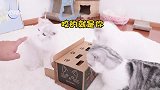 猫咪打地鼠比赛，主人笑到岔气，最后输了的那只恼羞成怒