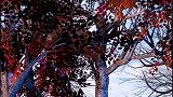 创作灵感   逆光而行，只剩背影，离开有你的季节，一路向北。秋意浓