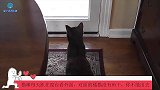 猫咪每天趴在窗台看外面，对面的橘猫没有鱼干，你不能出去