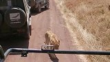 动物世界：饥饿的狮群，跑来攻击游客的车！