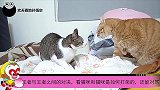 王者与王者之间的对决，看猫咪和猫咪是如何打架的，还能对骂