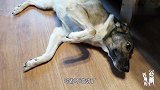 狗子犯错被女主人骂，狗子的反应让女主人都骂不下去了