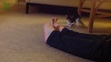 小猫咪站在地毯上玩，然后就被主人的脚吓到了，好有趣！