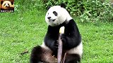 熊猫圆仔坐在草地上认真吃笋，一口一口吃得真香